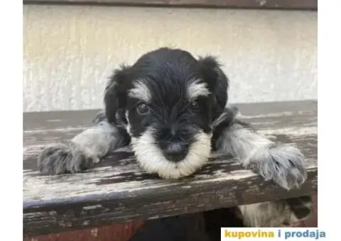 STENCI PATULJASTOG SNAUCERA NA PRODAJU - 1/3