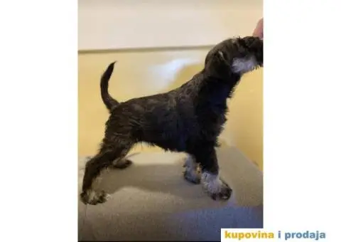 STENCI PATULJASTOG SNAUCERA NA PRODAJU - 2/3