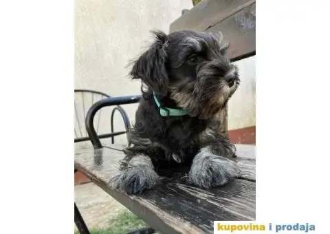 STENCI PATULJASTOG SNAUCERA NA PRODAJU - 3/3