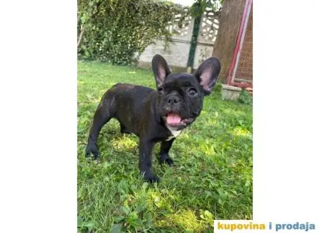 Francuski buldog štenci - 3/9