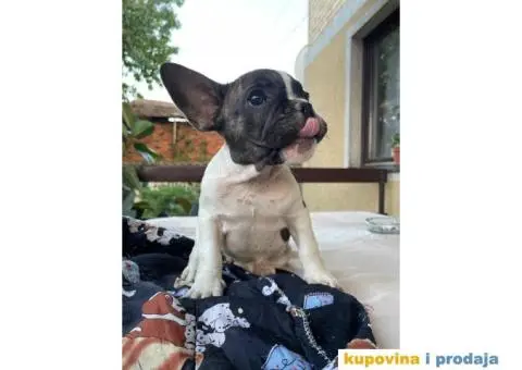 Francuski buldog štenci - 5/9