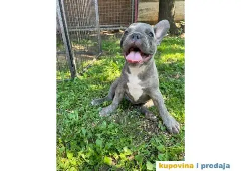 Francuski buldog štene - 1/5