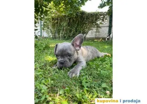 Francuski buldog štene - 2/5