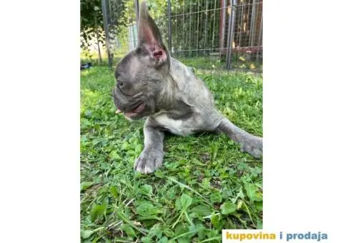 Francuski buldog štene - 3/5