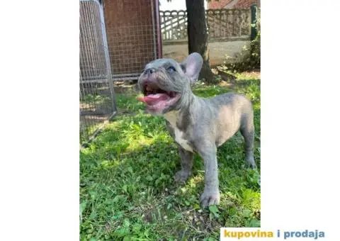 Francuski buldog štene - 4/5