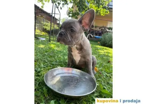 Francuski buldog štene - 5/5