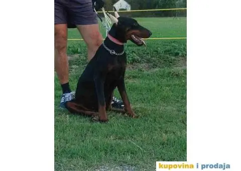 U ponudi štenci DOBERMANA,  starosti od 3-7 meseci - 1/11