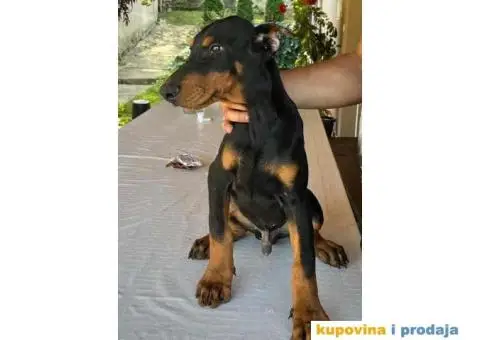 U ponudi štenci DOBERMANA,  starosti od 3-7 meseci - 2/11
