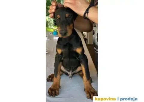 U ponudi štenci DOBERMANA,  starosti od 3-7 meseci - 3/11