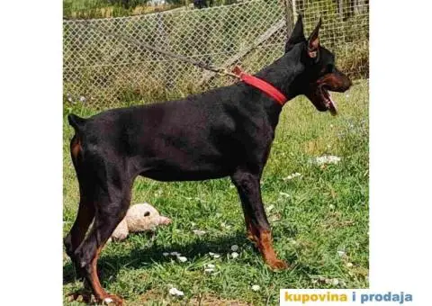 U ponudi štenci DOBERMANA,  starosti od 3-7 meseci - 4/11