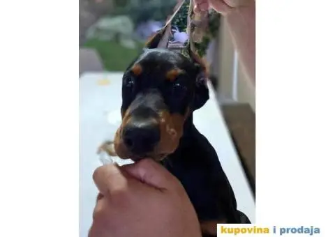 U ponudi štenci DOBERMANA,  starosti od 3-7 meseci - 5/11