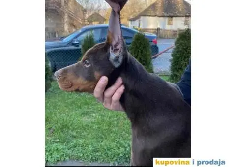 U ponudi štenci DOBERMANA,  starosti od 3-7 meseci - 6/11