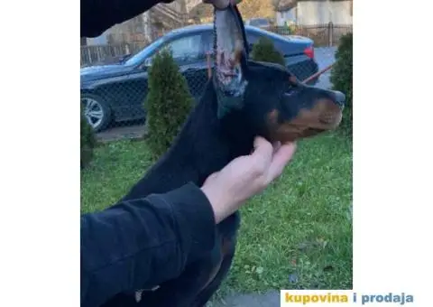 U ponudi štenci DOBERMANA,  starosti od 3-7 meseci - 7/11