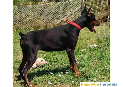 U ponudi štenci DOBERMANA,  starosti od 3-7 meseci - 8/11