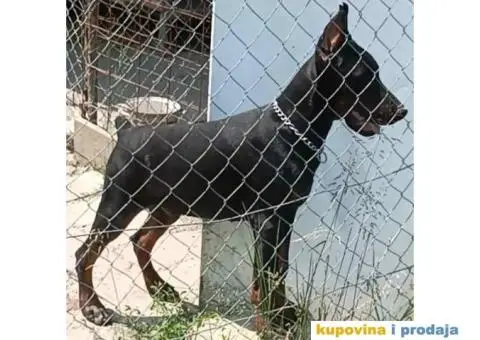 U ponudi štenci DOBERMANA,  starosti od 3-7 meseci - 9/11