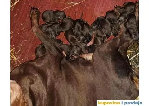 U ponudi štenci DOBERMANA,  starosti od 3-7 meseci - 11/11