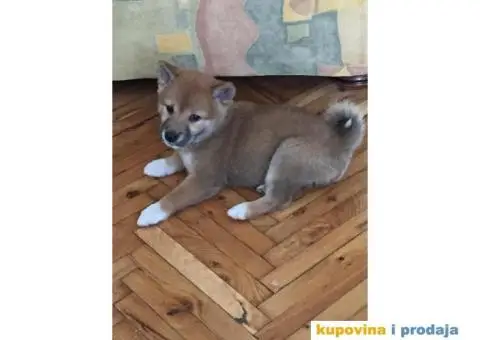 Shiba inu stenci - 1/4