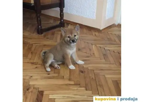 Shiba inu stenci - 2/4