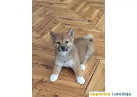 Shiba inu stenci - 3/4