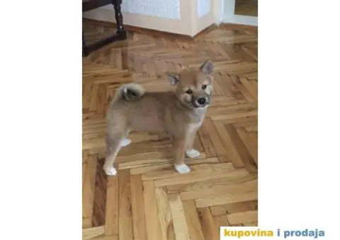 Shiba inu stenci - 4/4