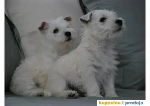 Na prodaju štenci ZAPADNOŠKOTSKOG TERIJERA – WESTIE - 1/10