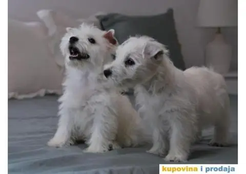 Na prodaju štenci ZAPADNOŠKOTSKOG TERIJERA – WESTIE - 2/10