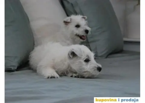 Na prodaju štenci ZAPADNOŠKOTSKOG TERIJERA – WESTIE - 3/10