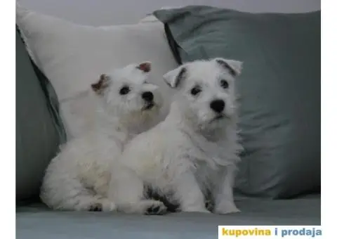 Na prodaju štenci ZAPADNOŠKOTSKOG TERIJERA – WESTIE - 4/10