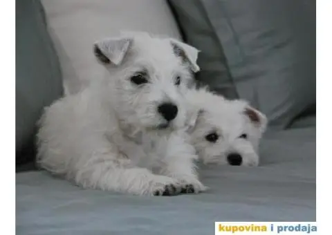 Na prodaju štenci ZAPADNOŠKOTSKOG TERIJERA – WESTIE - 5/10