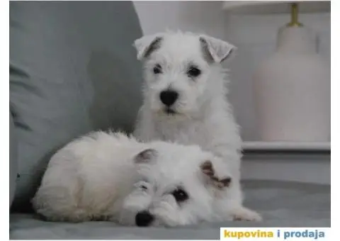 Na prodaju štenci ZAPADNOŠKOTSKOG TERIJERA – WESTIE - 6/10