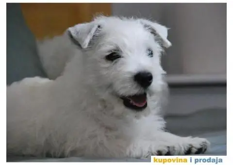 Na prodaju štenci ZAPADNOŠKOTSKOG TERIJERA – WESTIE - 7/10