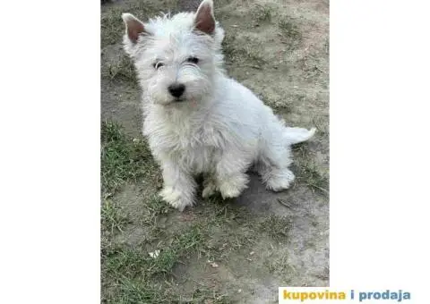Na prodaju štenci ZAPADNOŠKOTSKOG TERIJERA – WESTIE - 8/10