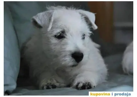 Na prodaju štenci ZAPADNOŠKOTSKOG TERIJERA – WESTIE - 9/10