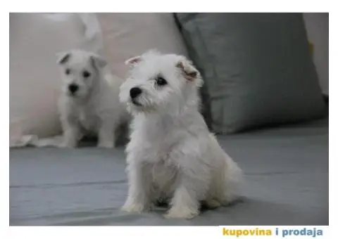 Na prodaju štenci ZAPADNOŠKOTSKOG TERIJERA – WESTIE - 10/10