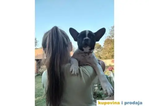 Francuski buldog štenci - 1/8