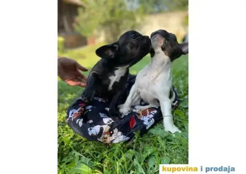 Francuski buldog štenci - 2/8