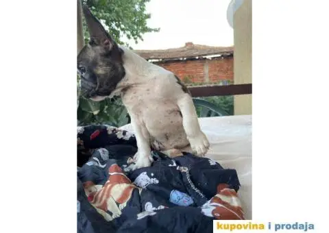 Francuski buldog štenci - 4/8
