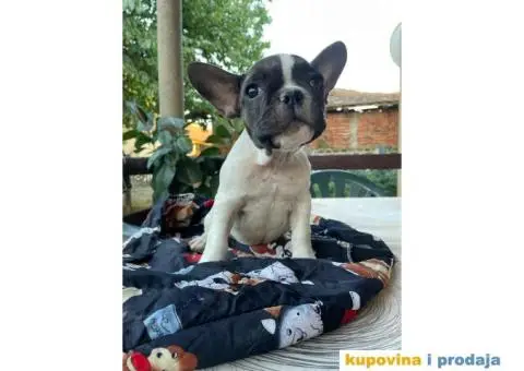 Francuski buldog štenci - 6/8