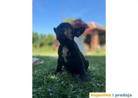 Francuski buldog štenci - 7/8