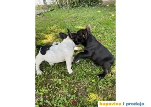 Francuski buldog štenci - 8/8