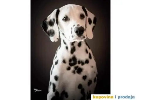 Dalmatinski pas, štenad iz odgajivačnice MEDIOLANUM - 1/8