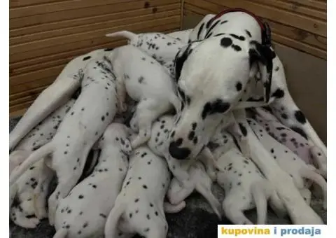 Dalmatinski pas, štenad iz odgajivačnice MEDIOLANUM - 6/8