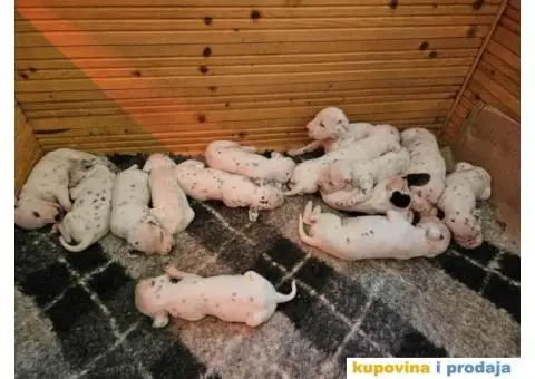 Dalmatinski pas, štenad iz odgajivačnice MEDIOLANUM - 7/8