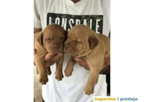 Stenci Bordoska doge vrhunske krvne linije - 1/10