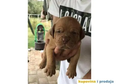 Stenci Bordoska doge vrhunske krvne linije - 2/10