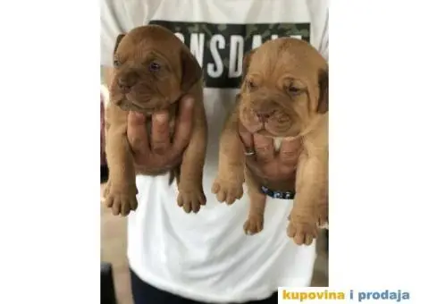 Stenci Bordoska doge vrhunske krvne linije - 3/10