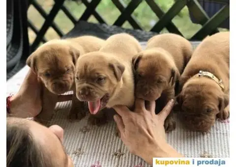 Stenci Bordoska doge vrhunske krvne linije - 4/10