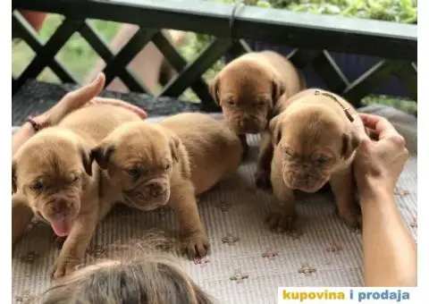 Stenci Bordoska doge vrhunske krvne linije - 5/10