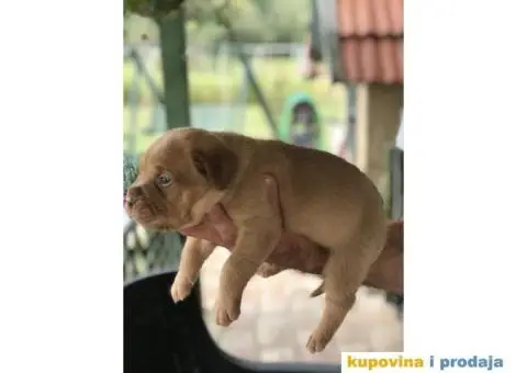 Stenci Bordoska doge vrhunske krvne linije - 6/10