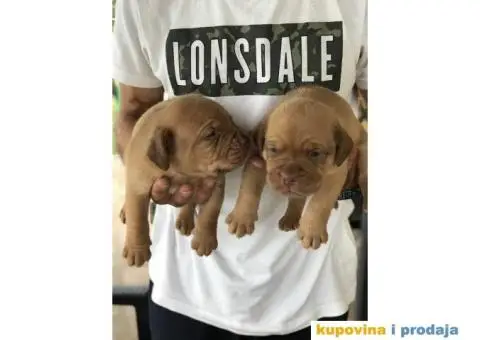 Stenci Bordoska doge vrhunske krvne linije - 7/10